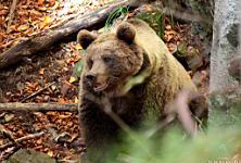 medvedi v Sloveniji